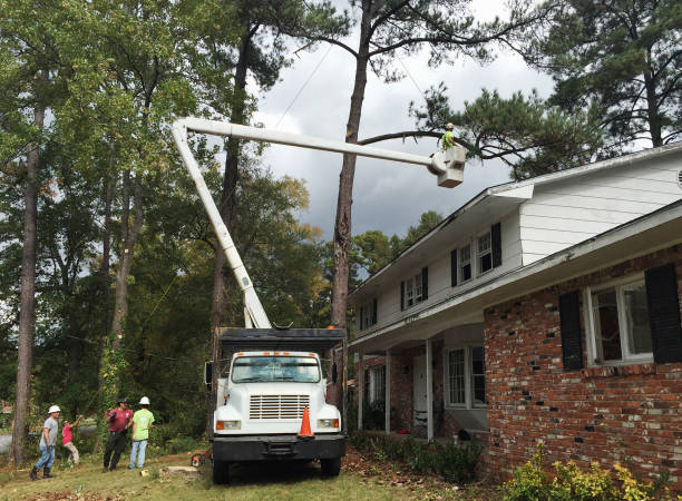 Mascoutah, IL Tree Care Company