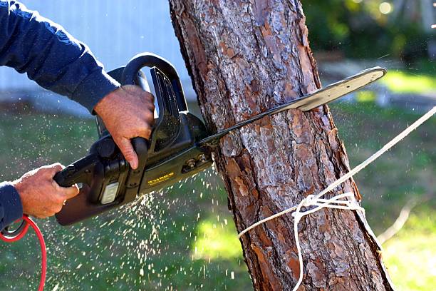 How Our Tree Care Process Works  in  Mascoutah, IL